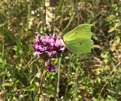 Citroengele vlinder