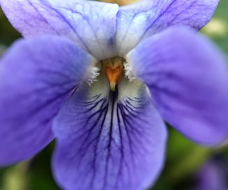 Maarts viooltje - Viola odorata - Planten van hier 1