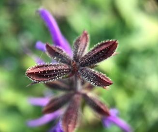 Veldsalie - Salvia pratensis - planten van hier