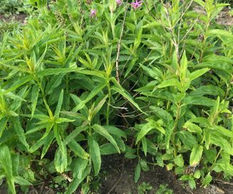 Lange ereprijs - Veronica longifolia - Planten van hier