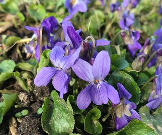 Maarts viooltje - Viola odorata - Planten van hier 2