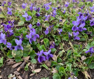 Maarts viooltje - Viola odorata - Planten van hier 4