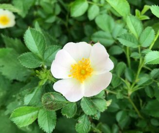 Ontluikende Bosroos - bloem - Rosa arvensis