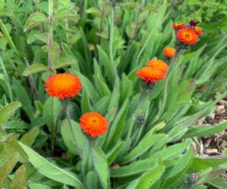 Oranje havikskruid - Pilosella aurantiaca - planten van hier