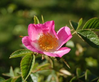 Rosa rubiginosa bloem avondlicht - henny ketelaar