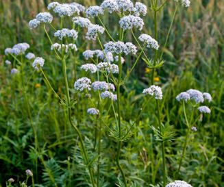 Valeriana officinalis (Christian Fischer - CC BY-SA 3.0)